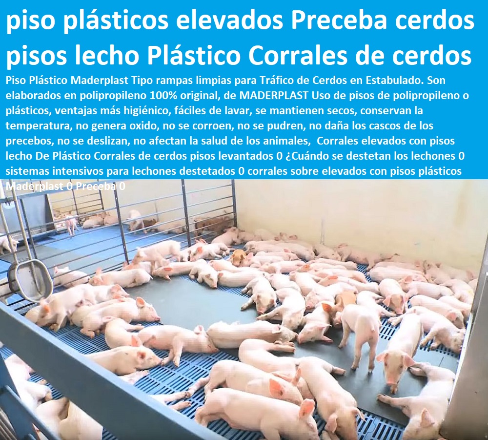 Corrales elevados con pisos lecho De Plástico Corrales de cerdos pisos levantados 0 ¿Cuándo se destetan los lechones 0 sistemas intensivos para lechones destetados 0 corrales sobre elevados con pisos plásticos Maderplast 0 Preceba 0 como criar marranos, cómo criar cerdos técnicas modernas, manual para criar cerdos, como hacer un criadero de cerdos, cría de cerdos rentabilidad técnicamente, como engordar cerdos con maíz tecnificado, instalaciones para cría de cerdos, Corrales elevados con pisos lecho De Plástico Corrales de cerdos pisos levantados 0 ¿Cuándo se destetan los lechones 0 sistemas intensivos para lechones destetados 0 corrales sobre elevados con pisos plásticos Maderplast 0 Preceba 0